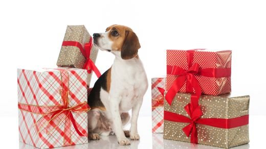 Apoquel and Long-Term Use: What to Expect for Your Dog’s Health Apoquel and Long-Term Use: What to Expect for Your Dog’s Health