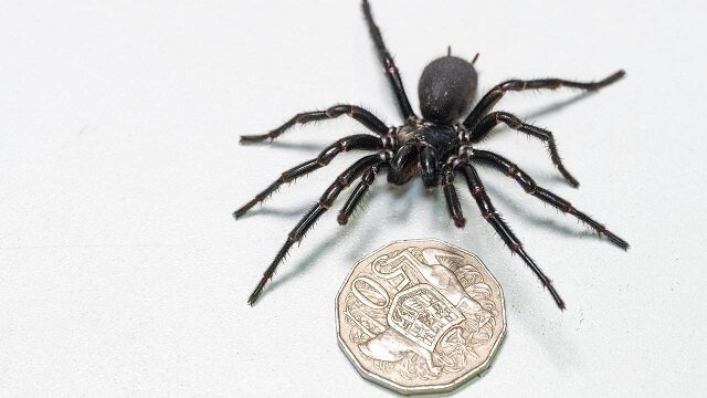 funnel-web spider