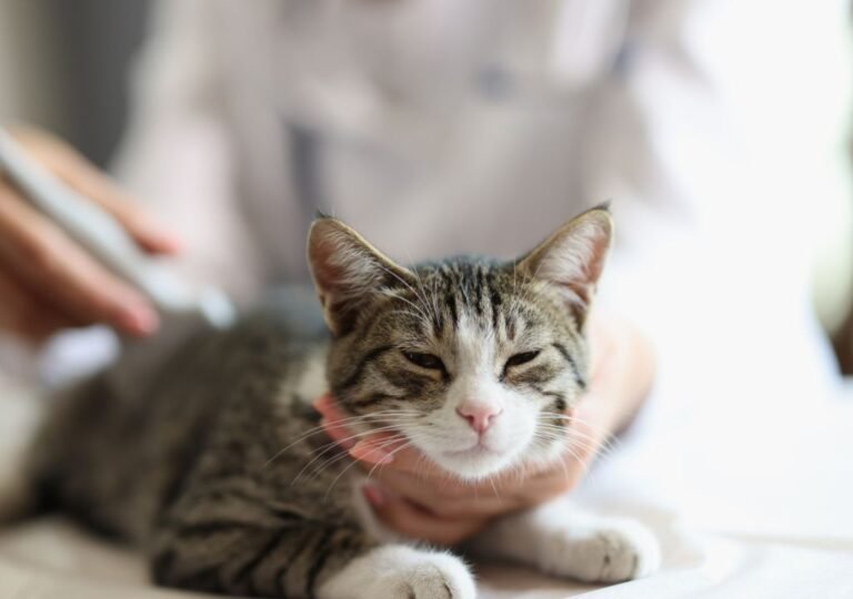 ultrasound for cats